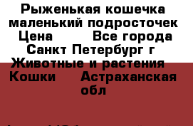 Рыженькая кошечка маленький подросточек › Цена ­ 10 - Все города, Санкт-Петербург г. Животные и растения » Кошки   . Астраханская обл.